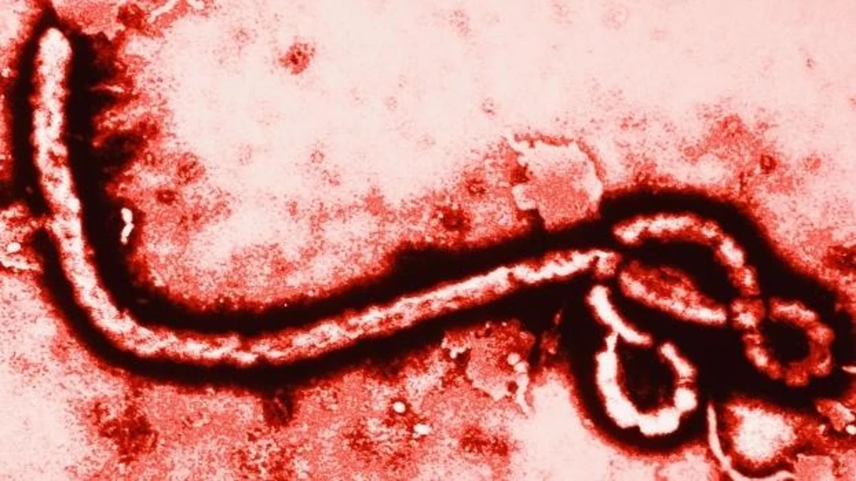 Sospetto Ebola, test a Cagliari su un paziente rientrato dalla Repubblica Democratica del Congo
