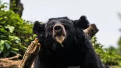 Black bear caught in Japan after days of sightings