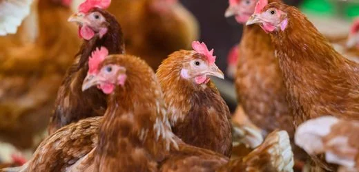 EU-Kommission stellt strengere Tierschutzregeln in Aussicht