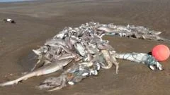 Hundreds of dead sharks found washed-up on Welsh beaches
