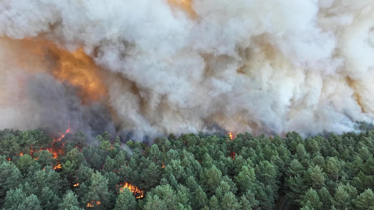 Francia, maxi incendio nella foresta di Fontainebleau: in fiamme 800 ettari. “Rogo di dimensioni eccezionali”