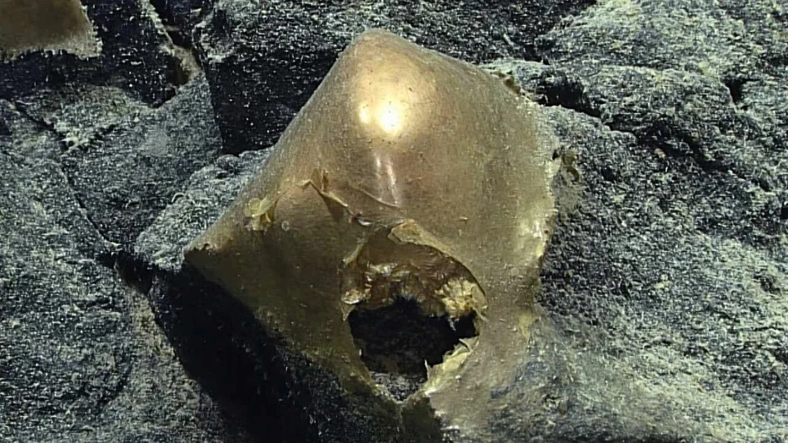 Risolto il mistero della sfera dorata sul fondo dell'oceano VIDEO