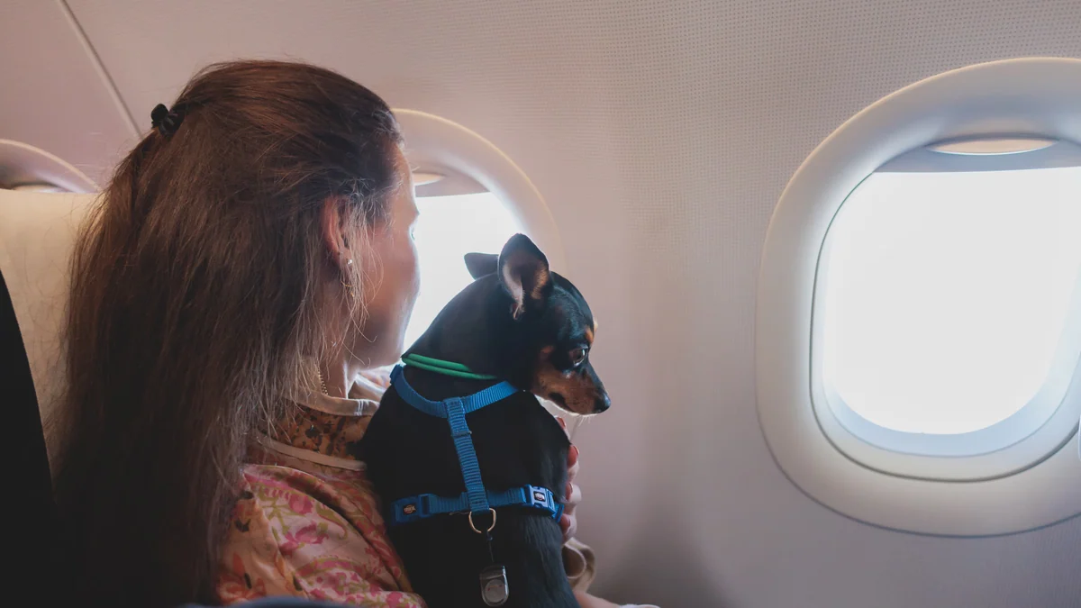 Volar con tu mascota se complica este verano: la UE impone nuevos requisitos para viajar en avión