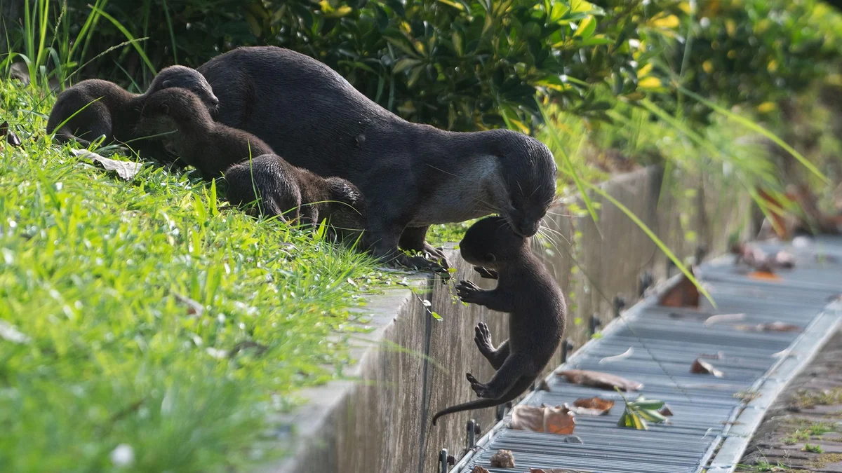 Zwischen Hochhäusern in Singapur - Wenn Otter Nachbarn werden