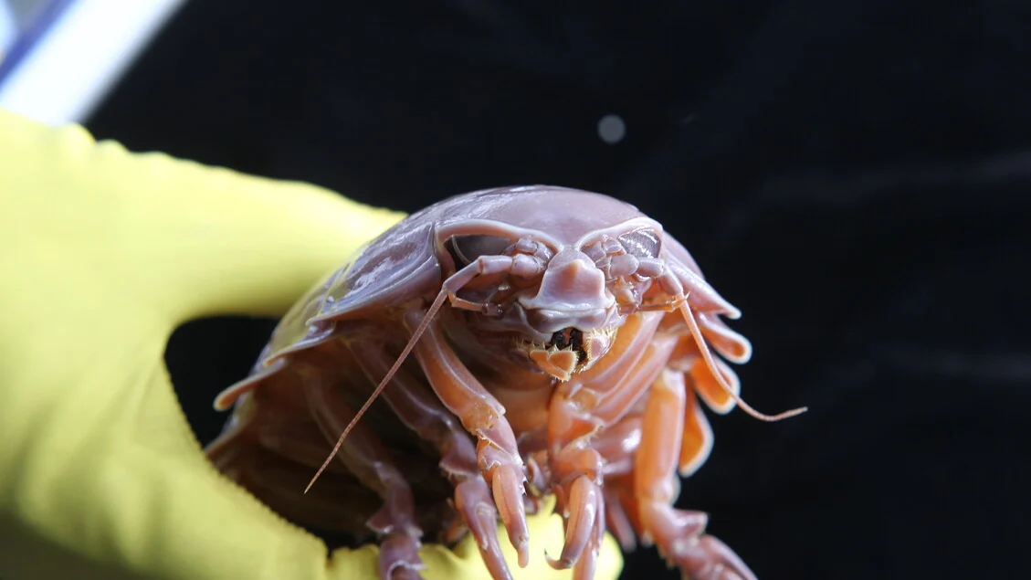 Crostacei giganti possono sopravvivere per 5 anni senza mangiare