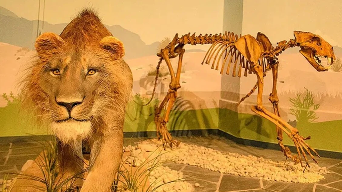 Così un leone delle caverne guarì da un frattura 190mila anni fa
