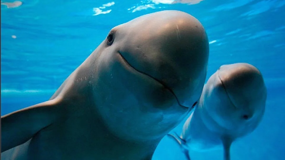 Día Mundial de la Vaquita Marina, especie única en el mundo que se encuentra en grave peligro de extinción