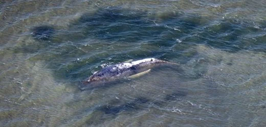 Erneut Buckelwal in der Ostsee gesichtet