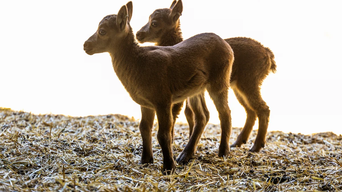 Nacen Riato y Sedello, las primeras cabras salvajes nacidas por fecundación in vitro que pueden salvar a otras especies en extinción