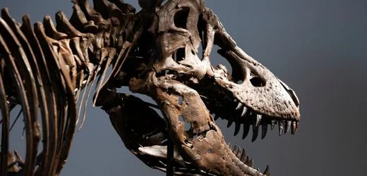 Sotheby's: Skelett von Tyrannosaurus rex für 43 Millionen Dollar versteigert