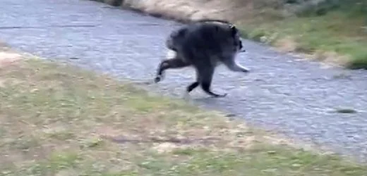 Jimothy: Video von Waschbär mit Buckel aus Seattle geht im Internet viral
