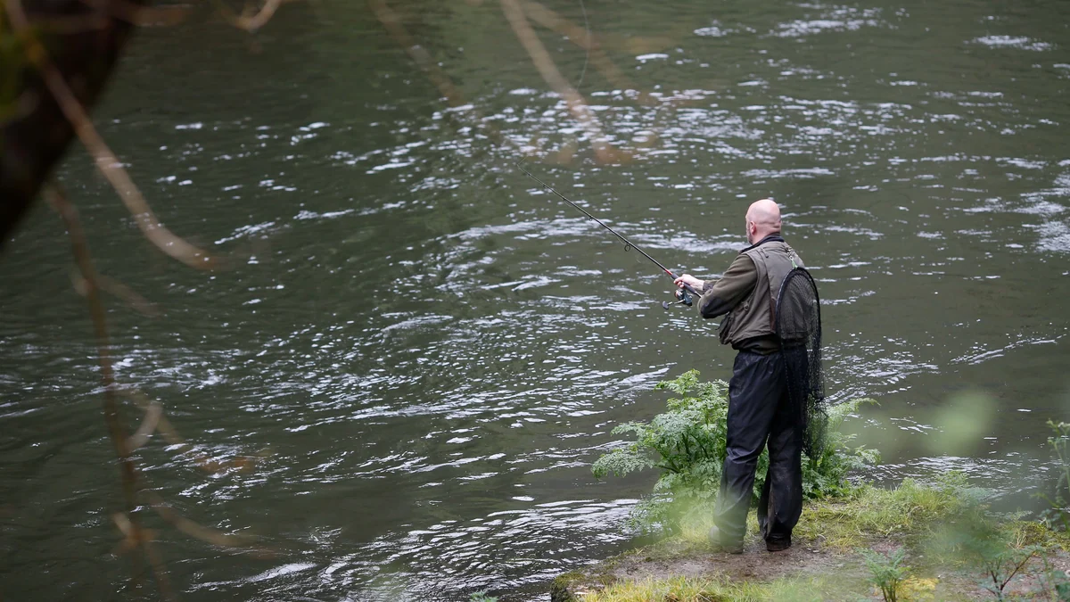 Las escasas capturas de salmones en Asturias muestran el serio declive de la especie: la temporada cierra con 106 ejemplares, su mínimo histórico