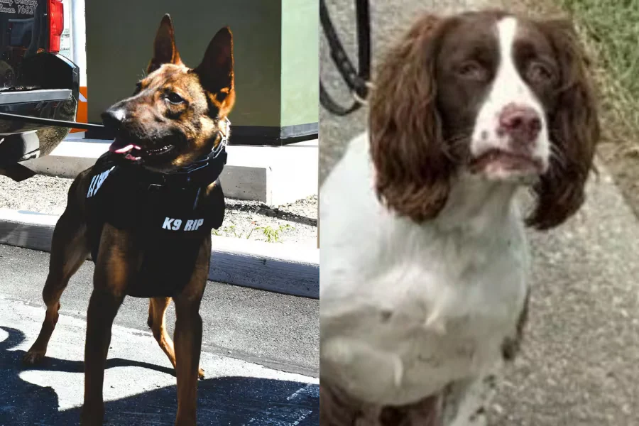 Nueva Jersey: acusan a un agente por la muerte de dos perros policías tras quedar en un auto expuesto al calor