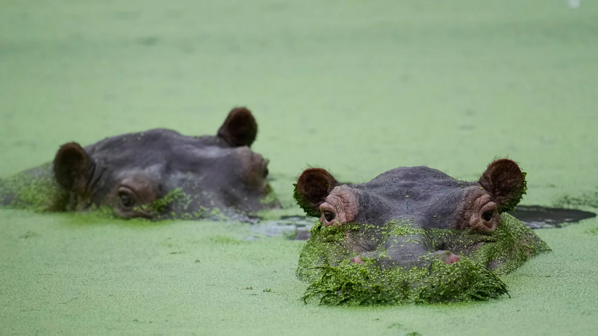 Colombia's rogue hippos could find refuge in India