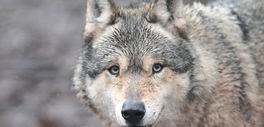 Angriff auf Frau: Hamburger Wolf ist laut Umweltbehörde wahrscheinlich tot