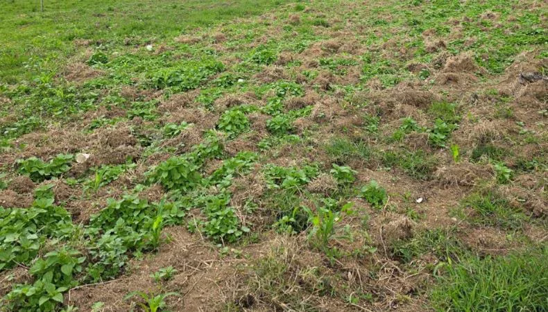 República Dominicana: Localizan plantación ilegal de marihuana y detienen a dos haitianos en operativo