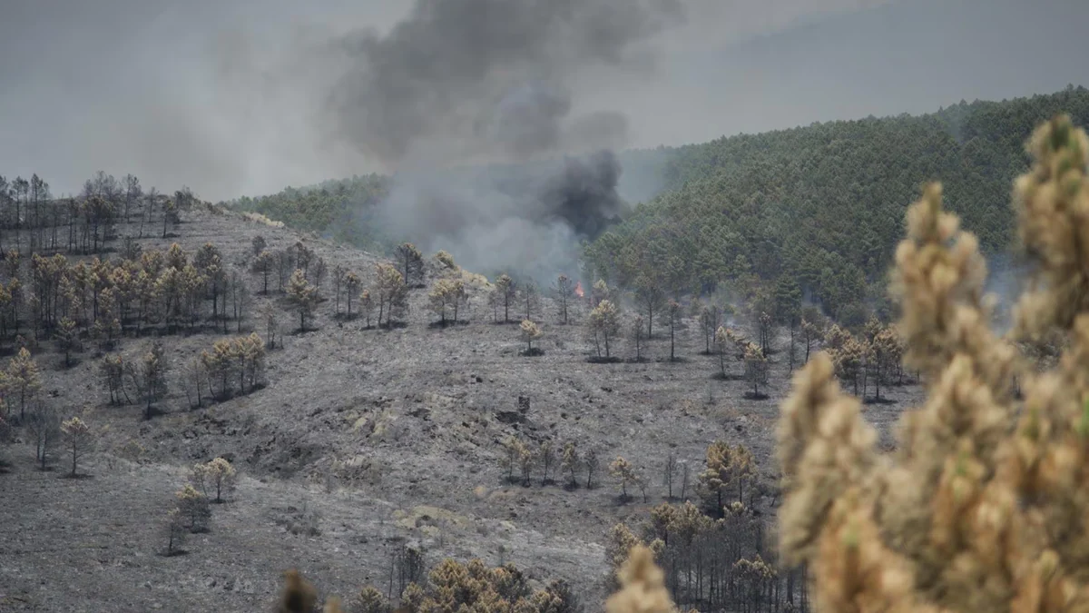 El incendio de La Mierla (Guadalajara) entra en su quinto día con más de 26.000 hectáreas quemadas