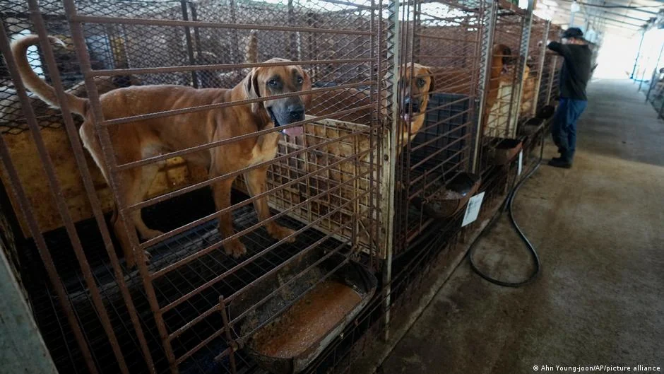Güney Kore'de köpek eti yasağına geri sayım