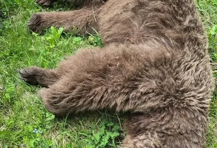 Saldırısına nacakla direnmişti; yaraladığı ayı ölü bulundu