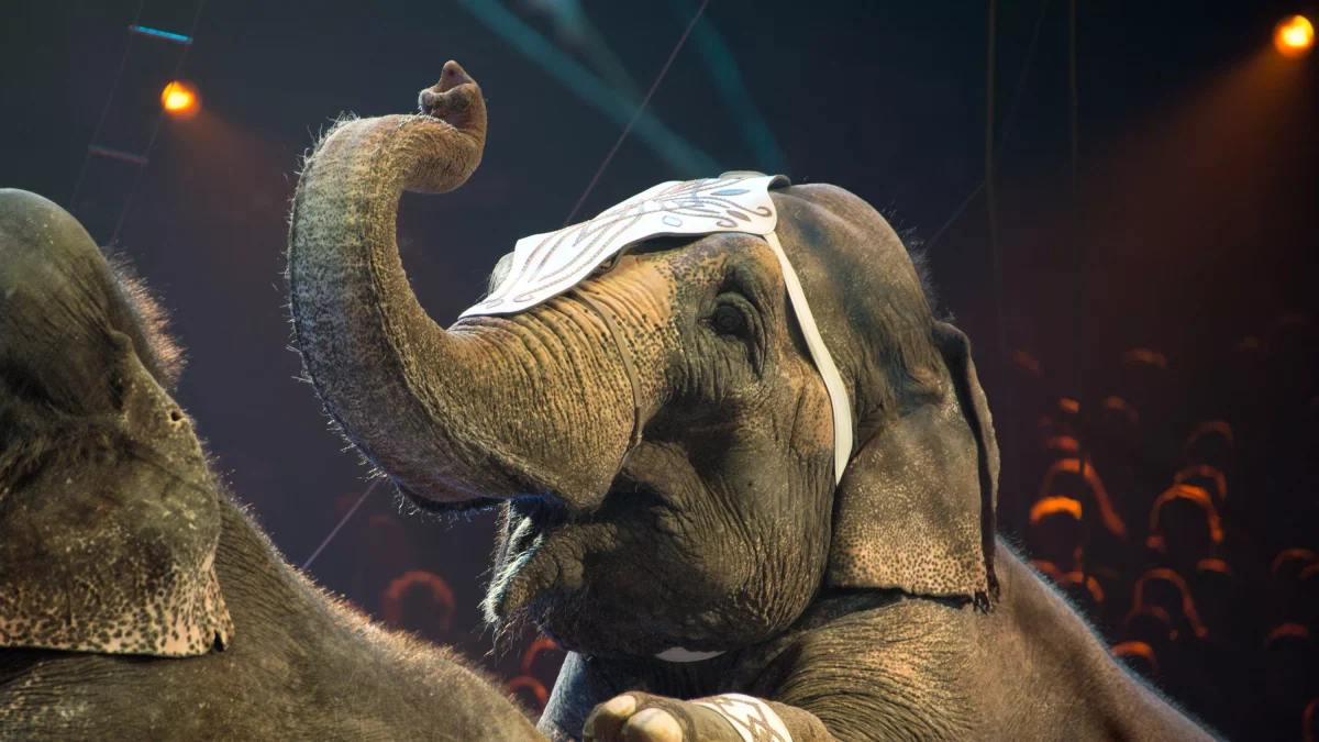 Julie, le dernier éléphant de cirque du Portugal, libérée dans un sanctuaire après 36 ans de service