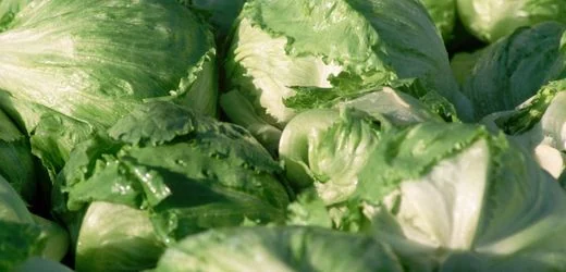 USA: Salat soll Ursache für Durchfallwelle sein