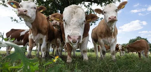 Baden-Württemberg: Regionalzug überfährt drei Kühe