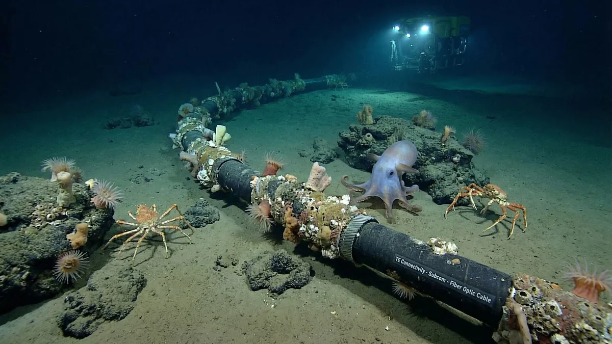 Venezuela tendrá mejor internet con la reparación del cable submarino: así es la operación en el mar