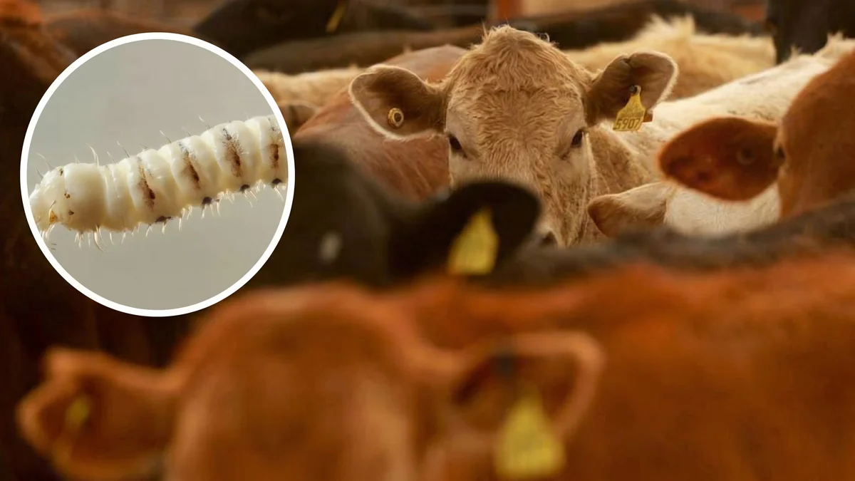 El brote del gusano barrenador se extiende en Estados Unidos y provoca nuevas restricciones al ganado