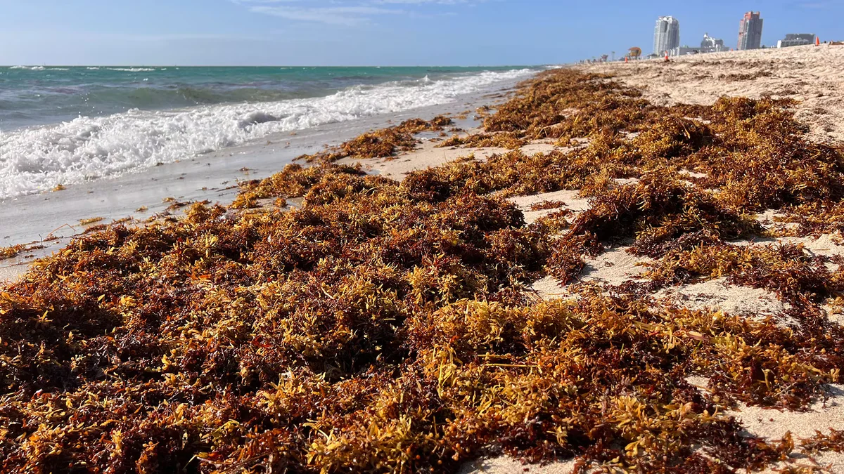 Cantidades récord de sargazo llegan a las costas del Caribe, Florida y México, generando preocupación entre residentes y turistas