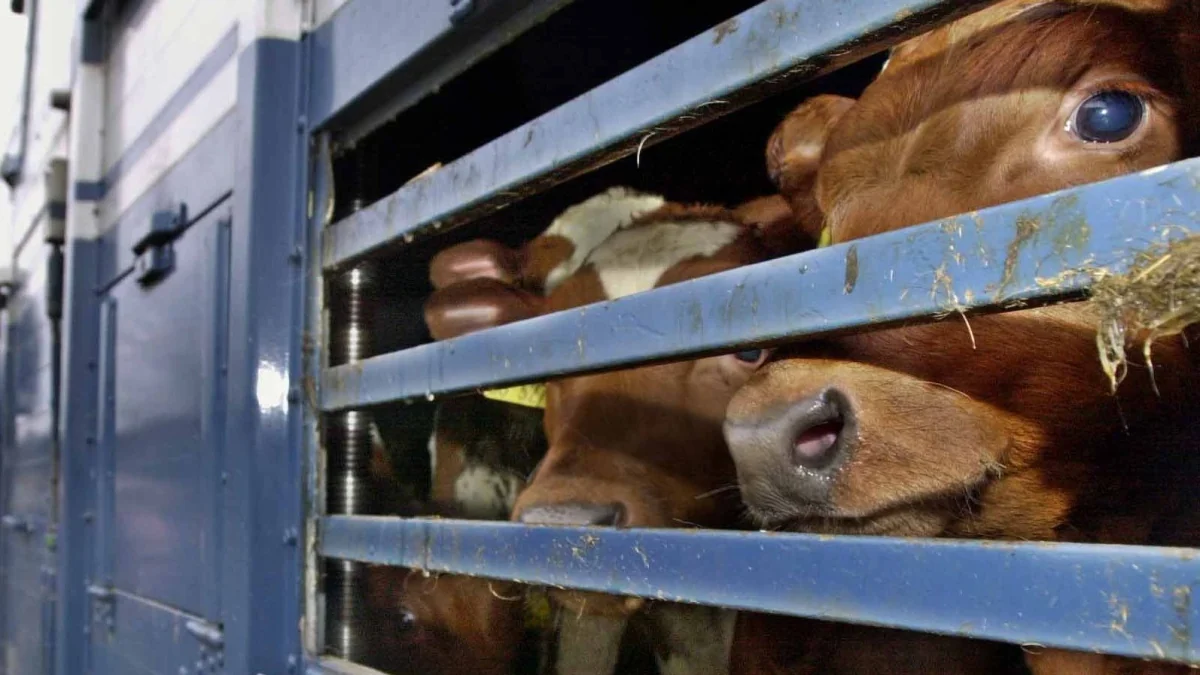 Fleischkonsum: Die drei größten Irrtümer zum Thema Tierwohl