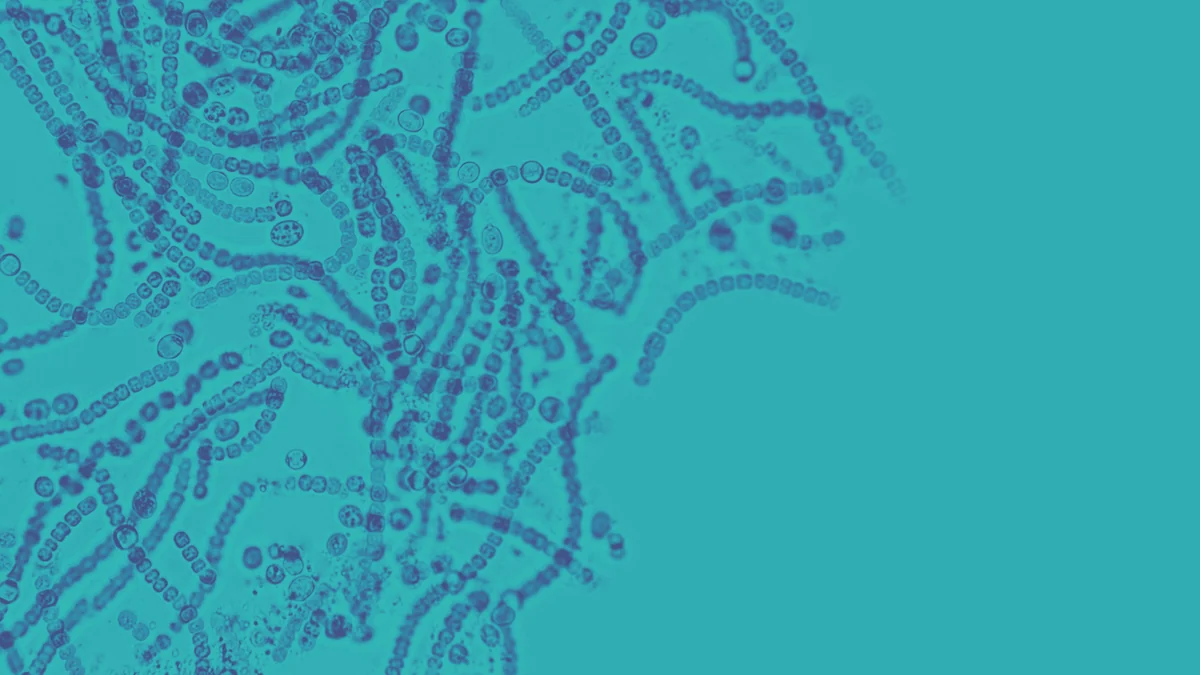 Identifican una 'firma' en los microbios del intestino que se asocia con el cáncer de colon