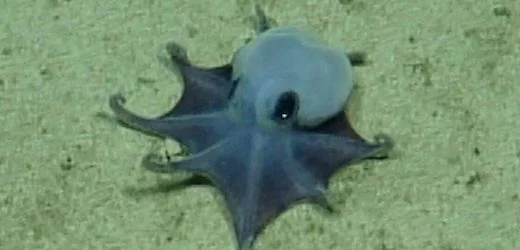 Galápagos: Forscher identifizieren neue Oktopus-Art
