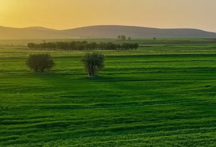 Türkiye’de yağış rekoru: Son 66 yılın en verimli tarım dönemi yaşanıyor