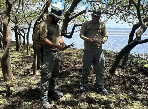 En Panamá reforestan parte de la bahía de Chame con 2,500 propágulos de mangle