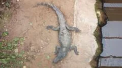 Child attacked by crocodile critical two days on: Here's everything we know so far