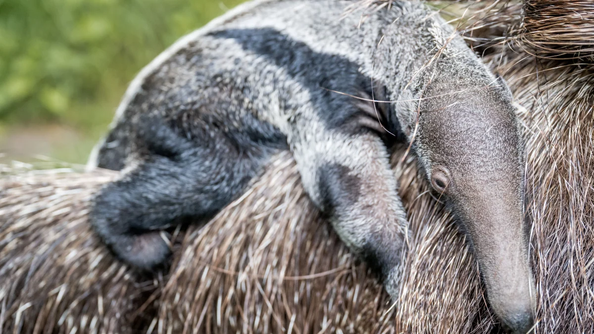 F.A.Z.-Patentier im Zoo: Nachwuchs für Ameisenbärin Ines