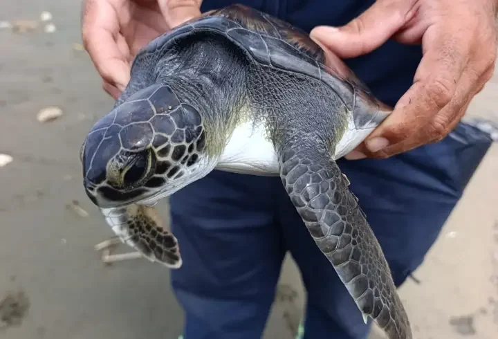 Boynu ve ayağına çuval takılı bulunan yavru deniz kaplumbağası kurtarıldı