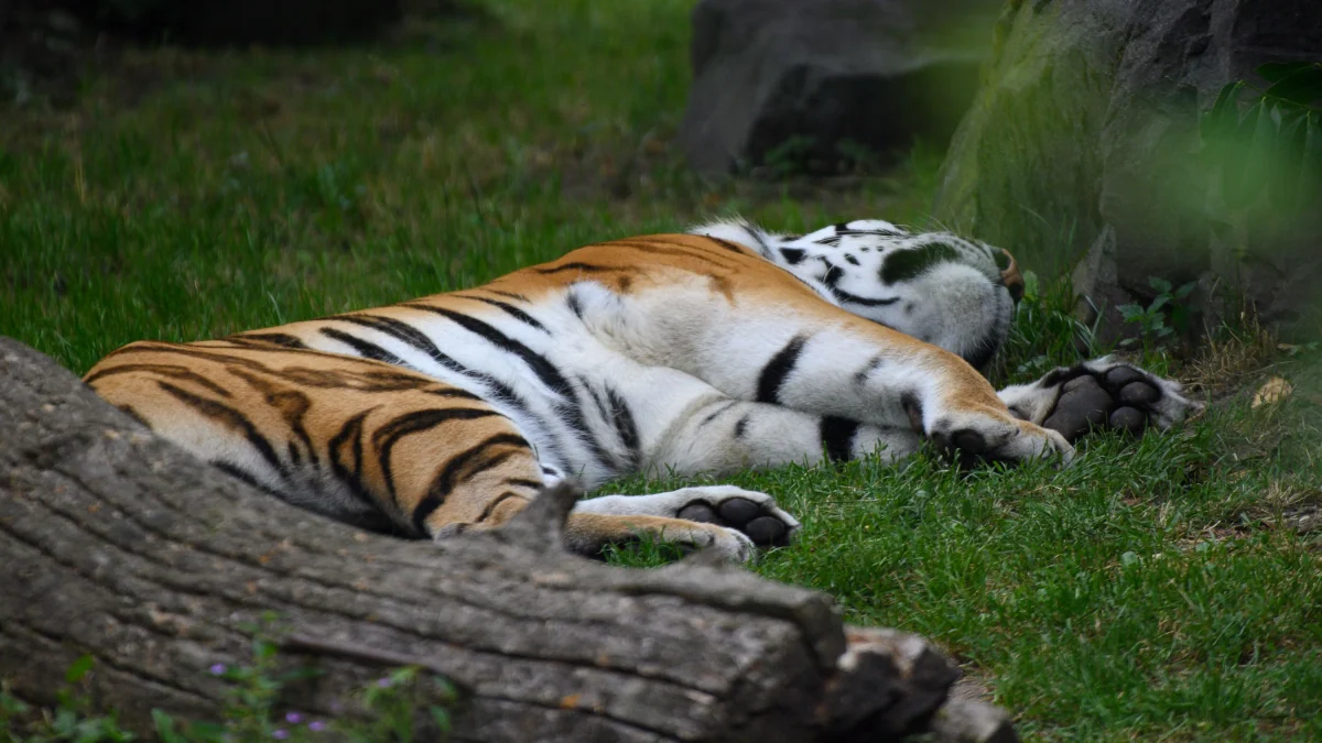 Großkatze ausgebrochen: Polizei erschießt Tiger nach Attacke in Leipzig