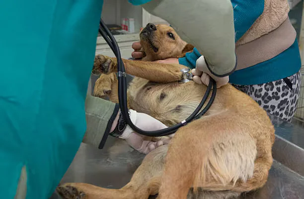 Cuidado con los sitios de esterilización de mascotas en Bogotá: concejala denunció las localidades con los costos más altos