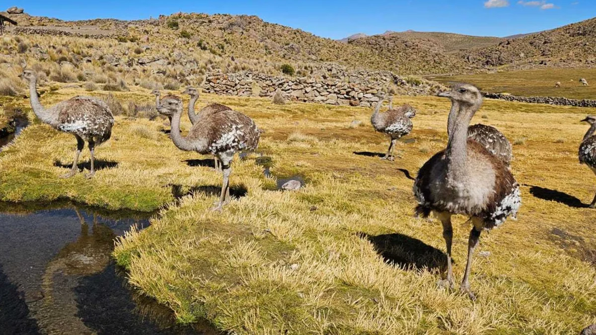El ave corredora más grande del altiplano peruano enfrenta una nueva amenaza: falta de presupuesto pone en riesgo su conservación en Puno
