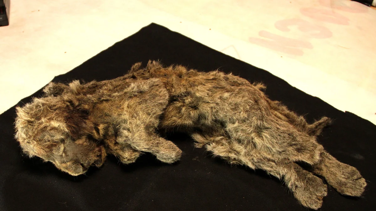 El león de las cavernas no era un león: el ADN revela una especie con casi dos millones de años de historia propia
