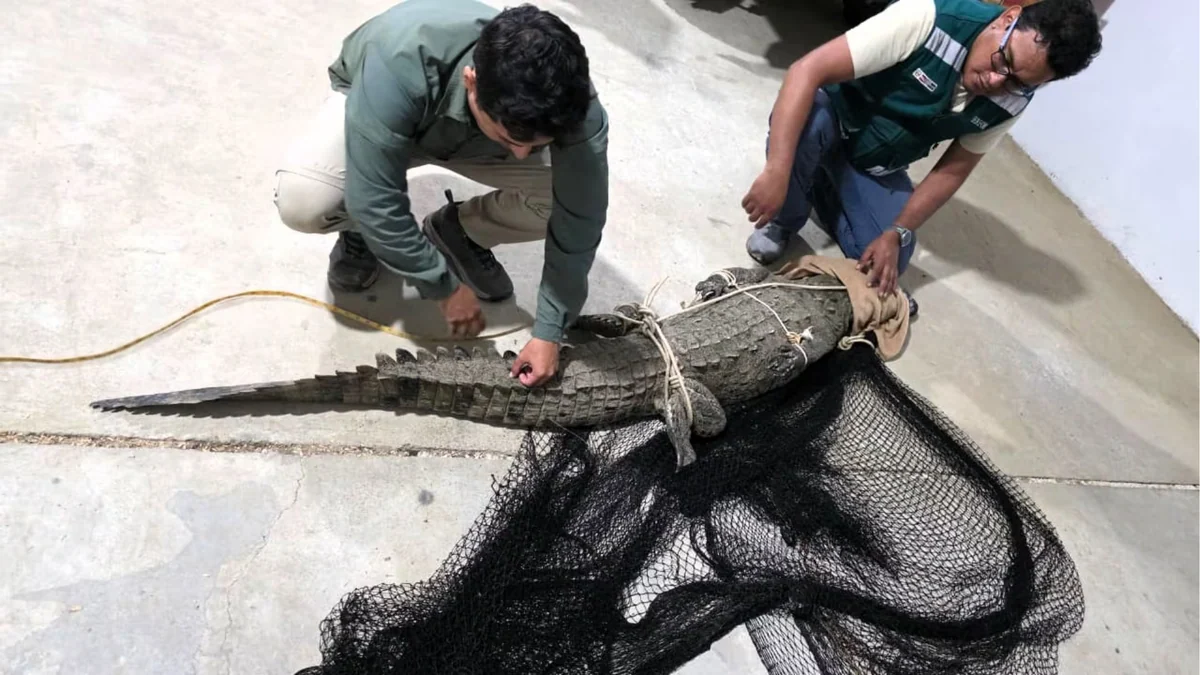 Cocodrilo de más de 2 metros fue hallado en playa Los Órganos, en Piura: Serfor evalúa su traslado a un hábitat adecuado