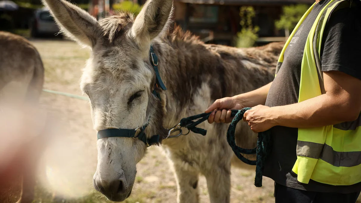 Cómo la terapia con burros revoluciona la atención en salud mental en Francia