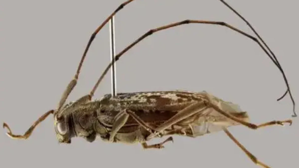 Hallazgo en el Manu sorprende a científicos: descubren nuevo género y nueve especies de escarabajos longicornios