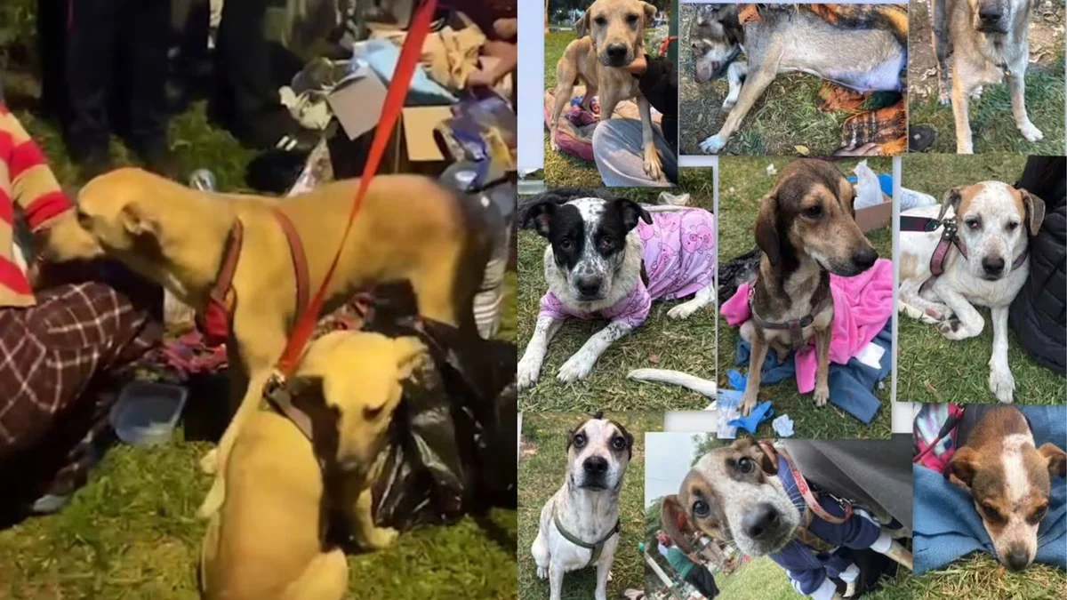 Rescatan a más de 30 perros desnutridos de una vivienda en Los Olivos: vecinos denunciaban el caso desde 2023