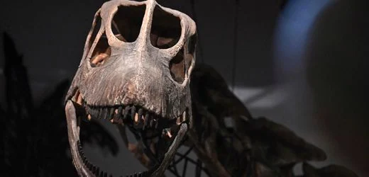 Thailand: Forschende graben Südostasiens größten Dinosaurier aus