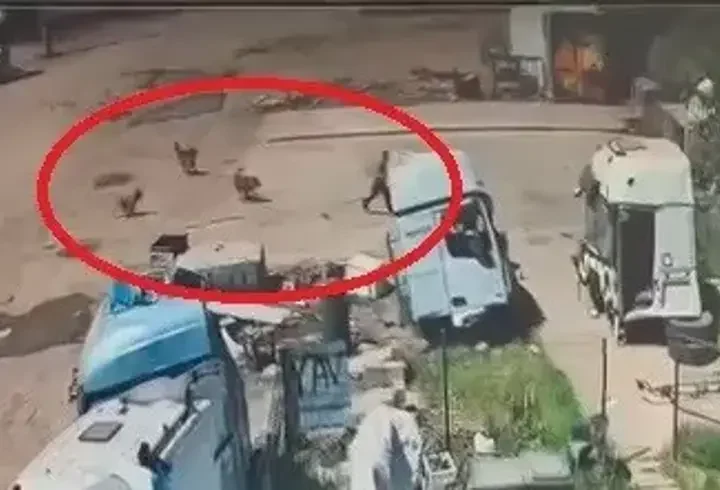 Başıboş köpeklerin saldırdığı çocuğu, babası ve amcası kurtardı