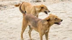 Residents of Ethiopian town forced to kill hundreds of their own dogs after rabies deaths