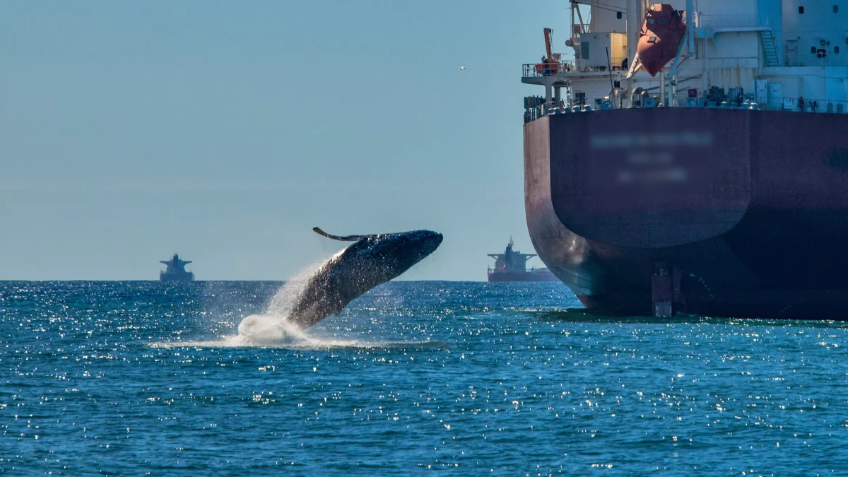 «Ça me figeait le cœur» : explosion du nombre de baleines percutées par des navires à cause de la guerre