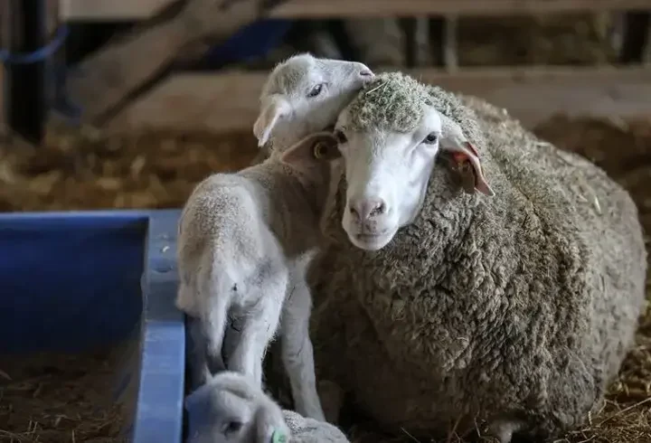 TİGEM 60 bin kilogram merinos yapağını satışa çıkarıyor: İhale tarihi ve şartları belli oldu
